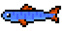 Vaer Torhan Trout